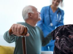 Los perros han sido desde hace siglos fieles compañeros del ser humano, pero ahora también podrían convertirse en aliados en la medicina.  CANVA