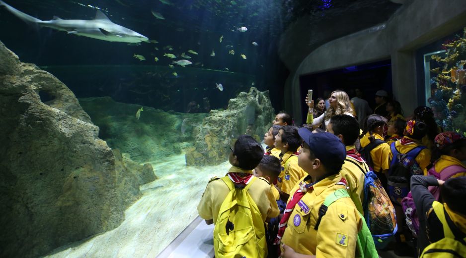 Estas vacaciones de verano, el Acuario Michin espera a chicos y grandes para pasar un momento espectacular. ESPECIAL