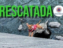 La perrita había sido reportada como desaparecida a través de redes sociales. ESPECIAL / FACEBOOK Protección Civil del Municipio de Querétaro