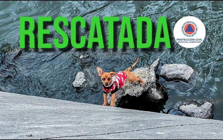 La perrita había sido reportada como desaparecida a través de redes sociales. ESPECIAL / FACEBOOK Protección Civil del Municipio de Querétaro