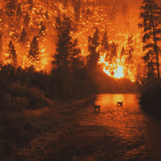 Se registran incendios forestales SIN precedentes en el Mediterráneo