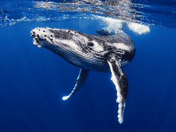 Los investigadores han descubierto una 