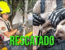 El gato se encontraba atorado en un árbol en el cruce entre Juárez y Federalismo. ESPECIAL / FACEBOOK Protección Civil y Bomberos GDL