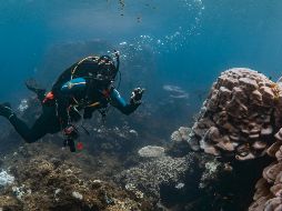 “Un mundo sin corales es una pesadilla desconocida”