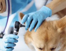 Una detección temprana y un manejo veterinario oportuno son fundamentales para garantizar la salud auditiva y general del perro. CANVA