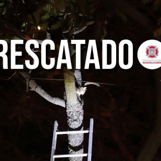 Bomberos rescatan a gato atorado en árbol en avenida Chapultepec (VIDEO)