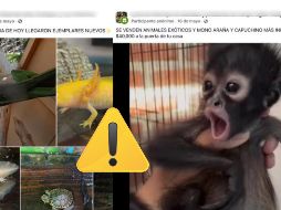 La Profepa elaboró una guía para detectar y reportar la venta ilegal de vida silvestre en redes sociales y plataformas de comercio en línea. ESPECIAL / PROFEPA