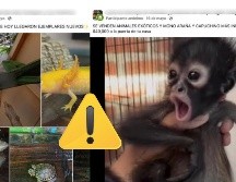 La Profepa elaboró una guía para detectar y reportar la venta ilegal de vida silvestre en redes sociales y plataformas de comercio en línea. ESPECIAL / PROFEPA