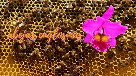 Ecuador es uno de los 20 países más biodiversos del mundo. SUN / ARCHIVO