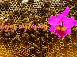 Ecuador es uno de los 20 países más biodiversos del mundo. SUN / ARCHIVO