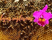 Ecuador es uno de los 20 países más biodiversos del mundo. SUN / ARCHIVO