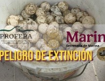Los huevos ya no podrán eclosionar luego del intento de saqueo. NTX / ARCHIVO