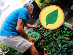 Es necesario establecer horarios de riego, revisar periódicamente la presencia de plagas y realizar podas cuando sea requerido. EL INFORMADOR / A. Navarro