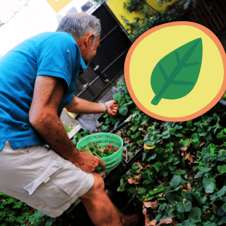 ¿Cómo iniciar un huerto urbano en casa?