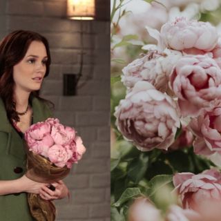 Las flores favoritas de los personajes de TV