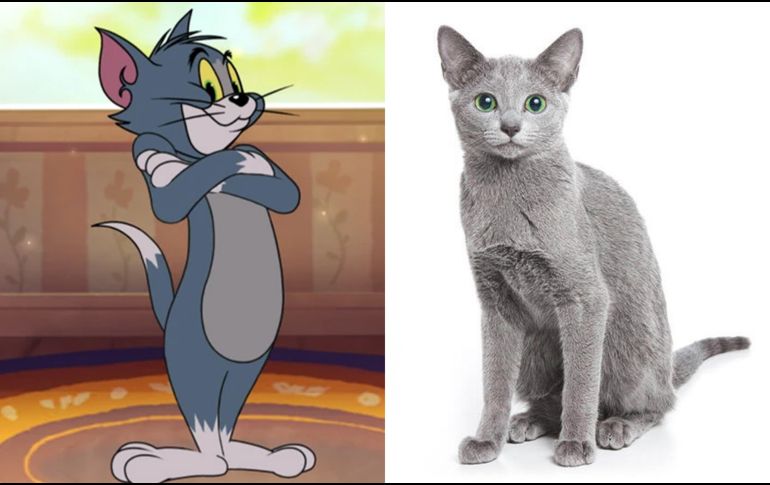 Gatos de caricatura y sus razas en la vida real. ESPECIAL