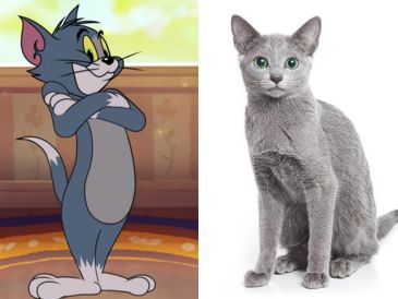 Gatos de caricatura y sus razas en la vida real. ESPECIAL