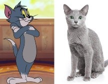 Gatos de caricatura y sus razas en la vida real. ESPECIAL