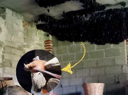 De acuerdo con la Profepa se podría tratar de una colonia migratoria. ESPECIAL / PROFEPA