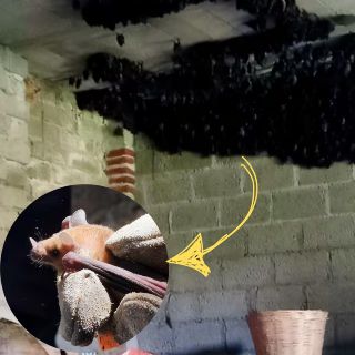 Profepa capacita a familia de Tlaxcala que "hospeda" 2 mil murciélagos en su casa