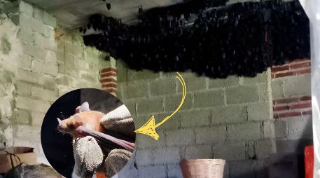 De acuerdo con la Profepa se podría tratar de una colonia migratoria. ESPECIAL / PROFEPA