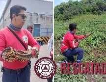 Protección Civil capturó una serpiente que se encontraba al interor de un supermercado en el municipio. ESPECIAL / FACEBOOK Direccion de Protección Civil y Bomberos Manzanillo