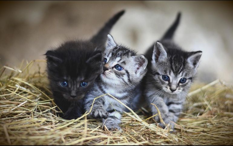 Tu gato no “se porta mal” porque sí: cada conducta tiene un motivo… y tú puedes guiarlo para que conviva mejor contigo y con tu hogar. Pixabay