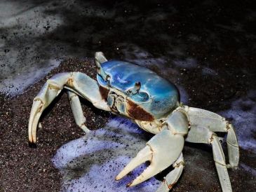 La población local de este crustáceo está al borde de desaparecer por la urbanización descontrolada, su consumo en época de veda y el cambio climático. ESPECIAL / GOBIERNO DE VERACRUZ