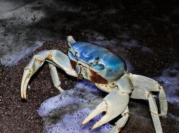 La población local de este crustáceo está al borde de desaparecer por la urbanización descontrolada, su consumo en época de veda y el cambio climático. ESPECIAL / GOBIERNO DE VERACRUZ
