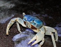 La población local de este crustáceo está al borde de desaparecer por la urbanización descontrolada, su consumo en época de veda y el cambio climático. ESPECIAL / GOBIERNO DE VERACRUZ
