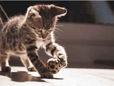 La Facultad de Medicina Veterinaria y Zootecnia de la UNAM ha documentado esta gran variedad de formas usadas en México. CANVA