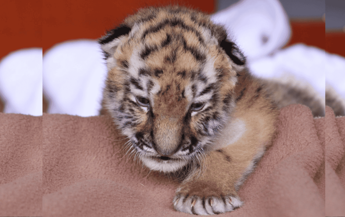 cachorros de tigre siberiano blanco jugando