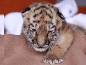 No es la primera vez que un zoológico alemán enfrenta una situación así. En julio, el zoológico de Núremberg sacrificó a doce babuinos debido a la sobrepoblación en su instalación. CANVA