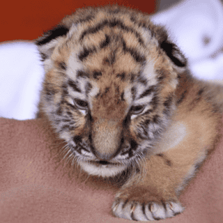 3 cachorros de tigre siberiano fueron sacrificados en zoológico de Alemania