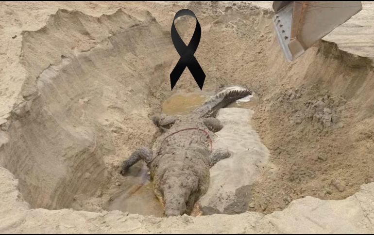 Autoridades realizaron la necropsia y tomaron muestras para determinar la causa de muerte de 