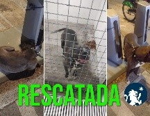 La perita rescatada se trata de una perra de raza pitbull en color gris y en aparente buen estado de salud. ESPECIAL / FACEBOOK Policía de Guadalajara