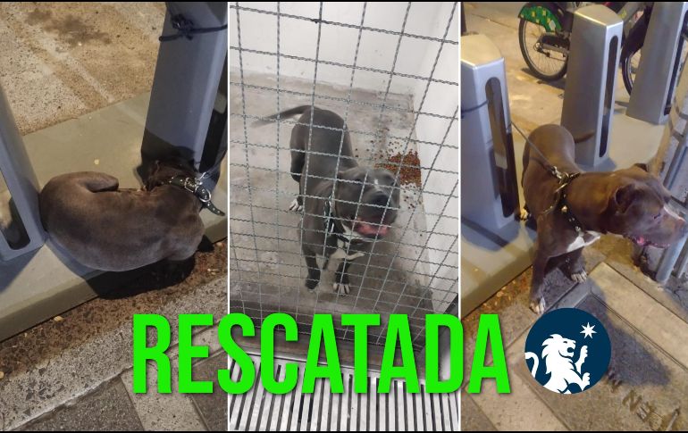 La perita rescatada se trata de una perra de raza pitbull en color gris y en aparente buen estado de salud. ESPECIAL / FACEBOOK Policía de Guadalajara