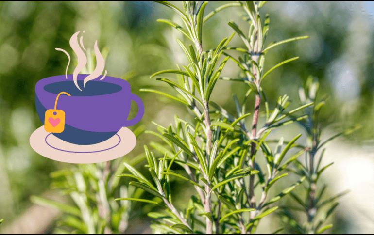 A pesar de sus beneficios, el romero debe consumirse con precaución. CANVA