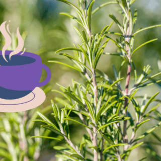 ¿Para qué sirve el té de romero?