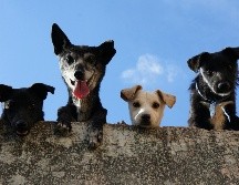 Tener muchas mascotas puede ser reflejo de un gran corazón, pero también podría ser una señal de alerta. PEXELS