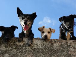 Tener muchas mascotas puede ser reflejo de un gran corazón, pero también podría ser una señal de alerta. PEXELS