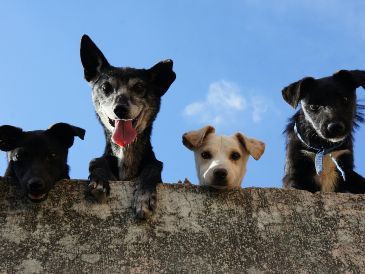 Tener muchas mascotas puede ser reflejo de un gran corazón, pero también podría ser una señal de alerta. PEXELS
