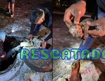 Tras una valoración médica, el cachorro fue reintegrado con su mamá canina. ESPECIAL / FACEBOOK IMPA El Marqués