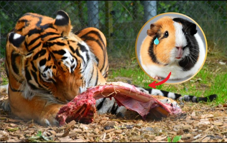 La institución argumenta que esta campaña responde a su compromiso de imitar la “cadena alimentaria natural” para mantener el bienestar de los animales y preservar la integridad profesional.  CANVA