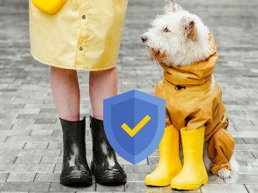 Para darle los cuidados adecuados, Chat GPT nos da algunos consejos prácticos. ESPECIAL / CANVA