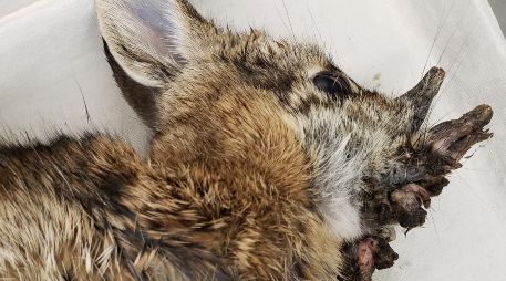 La aparición de conejos infectados recuerda a la leyenda del jackalope y al caso de los 