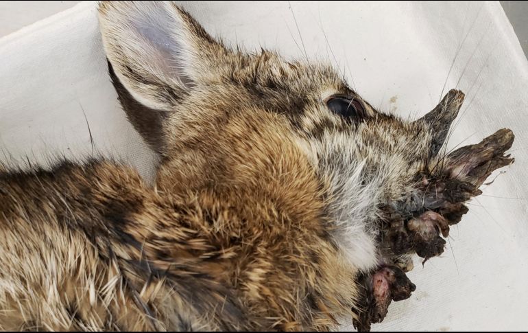 La aparición de conejos infectados recuerda a la leyenda del jackalope y al caso de los 