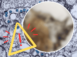 La enfermedad puede ser grave para los conejos afectados. Los tumores pueden crecer a un nivel que impidan que coman, vean o incluso respiren bien, lo que puede llevarlos a la muerte. AP / ARCHIVO