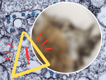 La enfermedad puede ser grave para los conejos afectados. Los tumores pueden crecer a un nivel que impidan que coman, vean o incluso respiren bien, lo que puede llevarlos a la muerte. AP / ARCHIVO