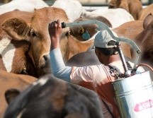 El gusano barrenador es un problema que afecta al ganado. ESPECIAL / CANVA